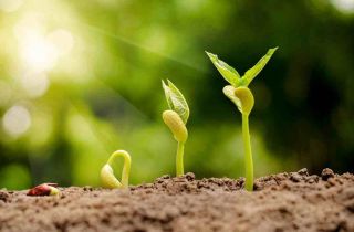 低碳環(huán)保生活  由一粒種子開啟 | 國(guó)貿(mào)“綠色行動(dòng)，播撒種子”活動(dòng)回顧